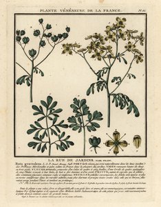 Arruda comum, Ruta graveolens. de Unbekannter Künstler