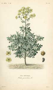 Arruda ou erva de graça, Ruta graveolens, Rue officinale de Unbekannt