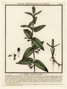 Skullcap comum, Scuttelaria galericulata. de Unbekannter Künstler