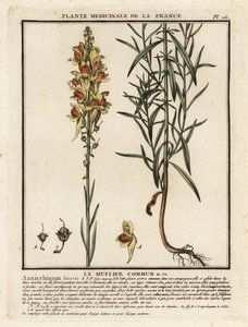 Common toadflax, Linaria vulgaris. de Unbekannter Künstler