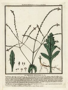 Verbena comum, Verbena officinalis. de Unbekannter Künstler