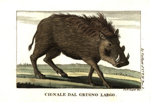 Javali comum, Phacochoerus africanus. De François Le Vaillant (Levaillant de Unbekannter Künstler