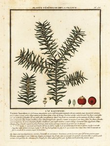 Teixo comum ou teixo inglês, Taxus baccata. de Unbekannter Künstler