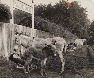 Composto por dois burros, c 1909 de Unbekannt