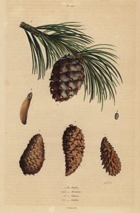 Cones do pinheiro rasteiro, Pinus mugo 1, Pinus aleppo, Pinus halepensis 2-4, Pinus rigida 5 e Pinus cembra 6, Pinus cembra 6 de Unbekannt