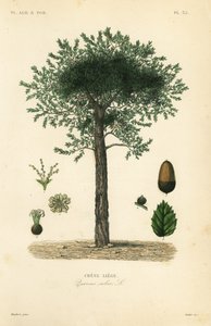 Sobreiro, Quercus suber, chene liege de Unbekannt