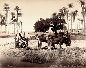 Colheita do milho no Egipto. de Unbekannter Künstler