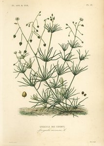 Espetada de milho, Spergula arvensis, Spergule des champs de Unbekannt