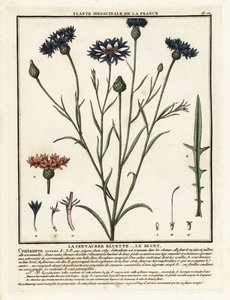 Cornflower, Cyanus segetum. de Unbekannter Künstler