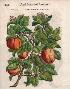 Cotonea Malvs. de Pietro Andrea Mattioli
