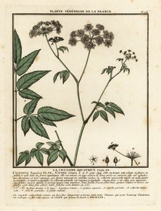 Cowbane, Cicuta virosa. de Unbekannter Künstler