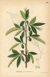 Salgueiro-das-rochas, Salix fragilis de Unbekannter Künstler