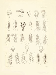 Gruas e dentes de vários tipos de roedores descritos por Charles Darwin durante a sua viagem de exploração a bordo do Beagle. Placa de "The Zoology of the voyage of H.M.S. Beagle under the command of Captain Fitzroy during the years 1832 to 1836 edited and de Unbekannter Künstler