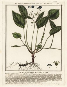 Mamífero rastejante, Omphalodes verna. de Unbekannter Künstler