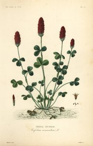 Trevo carmesim ou trevo italiano, Trifolium incarnatum, Trefle incarnat de Unbekannt