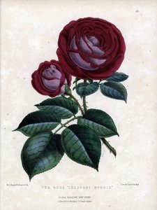 Rosa carmesim e púrpura. Variedade híbrida do chá, cultivada em estufa, tipo Rosa da China. Litografia de Worthington G. Smith (1835-1917), publicada na revista Floral Magazine de Unbekannter Künstler