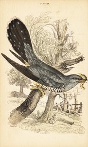 Cuco, Cuculus canorus, com uma lagarta no bico. 1889 (gravura) de Unbekannter Künstler