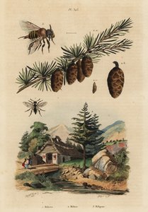 Abelha cuco, Melecta albifrons 1, larício europeu, Larix decidua 2, e melipona sem ferrão, Melipona favosa 3 de Unbekannt