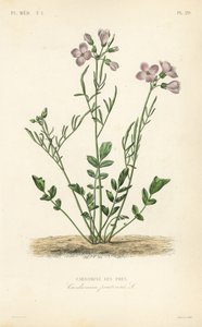 Cuckooflower, Cardamine pratensis, Cardamine des pres de Unbekannt