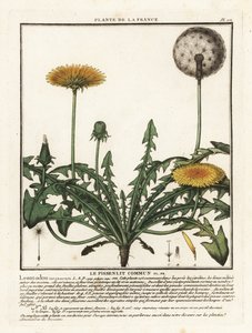 Dandelion, Taraxacum campylodes. de Unbekannter Künstler