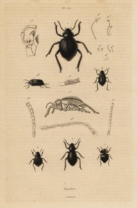 Escaravelhos escaravelhos, espécies Pimelia de Unbekannt