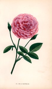 A rosa de la Grifferaie, híbrido da Rosa multiflora, apareceu no mercado por volta de 1846. Cromolitografia desenhada e litografada segundo a natureza por F. Grobon a partir da obra "Les Roses" de Hippolyte Jamain e Eugene Forney, Paris, J. Rothschild de Unbekannter Künstler