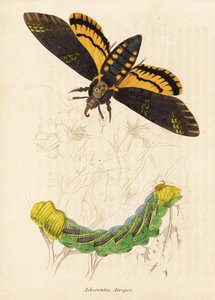 Acherontia atropos, a traça do falcão da cabeça da morte. Gravura em metal aço colorida à mão da Galeria de História Natural de Georg Friedrich Treitschke, Naturhistorischer Bildersaal des Thierreiches, Liepzig-1842. de Unbekannter Künstler