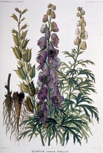 Delphinium Napellus, c.1850-1900 (litografia) de Unbekannter Künstler
