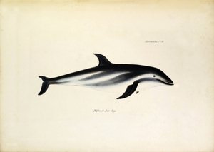 Delphinus Fitz-Royi Golfinho preto ou Fitzroy, segundo o nome do capitão Robert Fitzroy do Beagle. Placa de "The zoology of the voyage of H.M.S. Beagle. described by John Gould, with notice of their habits by Charles Darwin de Unbekannter Künstler