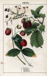 Descrição das bagas: frutos de amora, framboesa e morango. Cromolitografia em "Recueil d