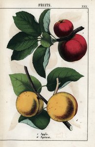 Descrição dos frutos: maçãs vermelhas e alperces. Cromolitografia em "Recueil d