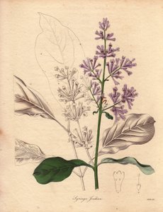 Descrição do lilás húngaro (Syringa josikaea), originário da Europa Central e Oriental. Ilustração de Miss R. Mills (ativo 1836-1842), em The Botanist, série de Benjamin Maund em cinco volumes, publicada entre 1836 e 1842. Esta obra é célebre de Unbekannter Künstler