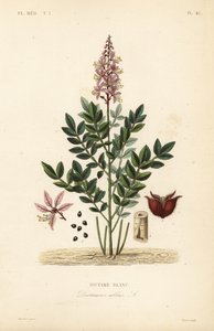 Dittany, Dictamnus albus, Dictame blanc de Unbekannt