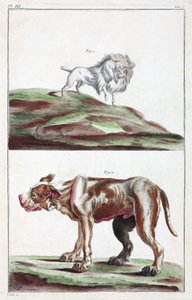 Cães de Unbekannt