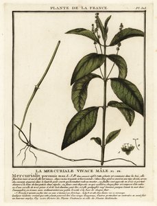 Mercúrio de cão, Mercurialis perennis. de Unbekannter Künstler