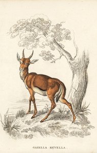 Gazela-das-dorcas, Gazella dorcas (gazela comum, Gazella kevella). Vulnerável. Segundo uma ilustração de James Stewart. Litografia colorida à mão da Galeria de História Natural de Georg Friedrich Treitschke, Naturhistorischer Bildersaal des Thierreiches, L de Unbekannter Künstler