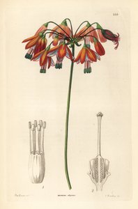 Gota de coral ou coral do México - Gotas de coral ou bessera elegante, Bessera elegans. Gravura em chapa de cobre colorida à mão por G. Barclay, segundo Miss Sarah Drake, de John Lindley and Robert Sweet