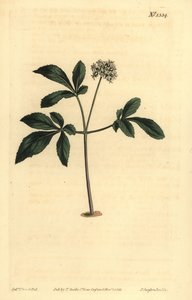Dwarf ginseng, Panax trifolius de Unbekannt
