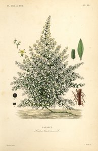 Dyer é mais louco ou mais louco comum, Rubia tinctorum, Garance de Unbekannt