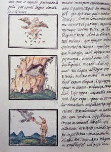 Eagles, página do Codex Florentino, versão bilíngüe em espanhol e Nahuatl, História Geral das Coisas da Nova Espanha pelo missionário espanhol Fray Bernardino de Sahagun (1499-1590). A civilização asteca de William M. Timlin