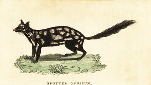 quoll oriental, guaxinim Dasyurus. ,1800 (gravura) de Unbekannter Künstler