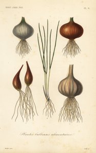 Plantas bulbosas comestíveis de Unbekannt