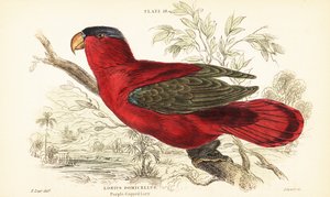 Lóris de nuca roxa em extinção, Lorius domicella. 1889 (gravura) de Unbekannter Künstler