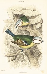 Mama azul eurasiática, Cyanistes caeruleus.1889 (gravura) de Unbekannter Künstler