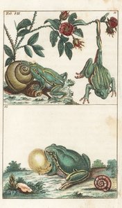 Rãs europeias e italianas - Água forte por Gottlieb Tobias Wilhelm (1758-1811), de Encyclopedia of Natural History: Anfíbios de Unbekannter Künstler