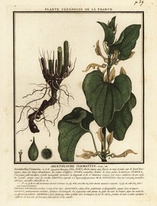 Aristolochia clematitis, aristolochia clematitis europeia. de Unbekannter Künstler