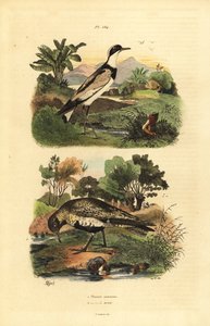 Tarambola-dourada europeia, Pluvialis apricaria e tarambola-anelada, Charadrius hiaticula de Unbekannt