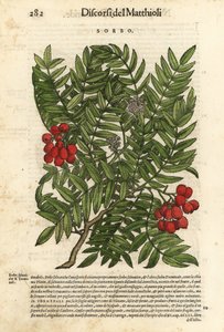 Sorveira-brava europeia, Sorbus aucuparia. Gravura em xilogravura colorida à mão por Wolfgang Meyerpick a partir de uma ilustração de Giorgio Liberale dos Discorsi di P.A. Matthioli ne i sei libri della Materia Medicinale di Pedacio Dioscoride Anaza de Pie de Unbekannter Künstler