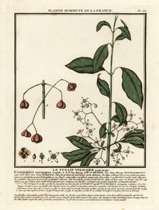 fuso europeu, Euonymus europaeus. de Unbekannter Künstler