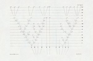 Evolucionismo: esquema de evolução derivado de "A origem das espécies através da seleção natural ou a luta pela existência na natureza" de Charles Darwin (1809-1882) de Unbekannter Künstler